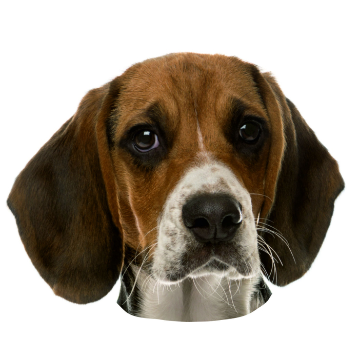 Beagle Aufkleber, "petcenter.ch-Edition" - 2 Stück