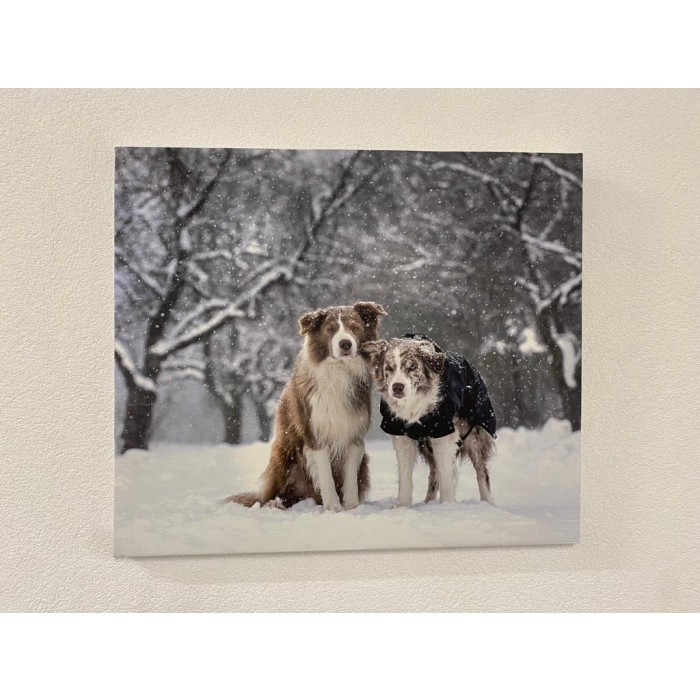 "Winterzauber" Foto-Druck mit Border Collies auf Leinwand, 60x50cm