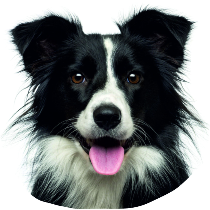 Border Collie Aufkleber, "petcenter.ch-Edition" - 2 Stück