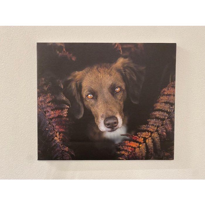 "Herbstzeit" Foto-Druck mit Hund auf Leinwand, 60x50cm