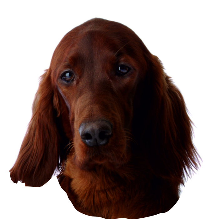 Irish Setter Aufkleber, "petcenter.ch-Edition" - 2 Stück