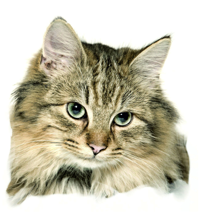 Main Coon Aufkleber, "petcenter.ch-Edition" - 2 Stück