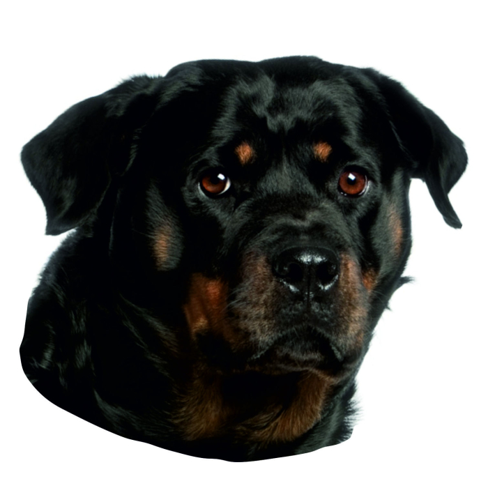 Rottweiler Aufkleber, "petcenter.ch-Edition" - 2 Stück