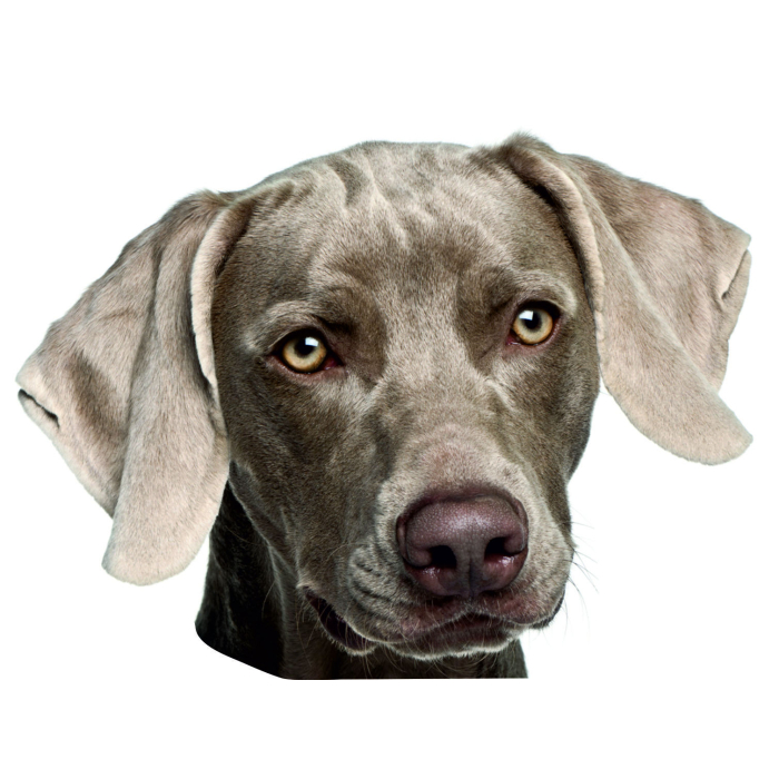 Weimaraner Aufkleber, "petcenter.ch-Edition" - 2 Stück