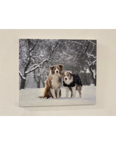 "Winterzauber" Foto-Druck mit Border Collies auf Leinwand, 60x50cm