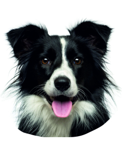 Border Collie Aufkleber, "petcenter.ch-Edition" - 2 Stück