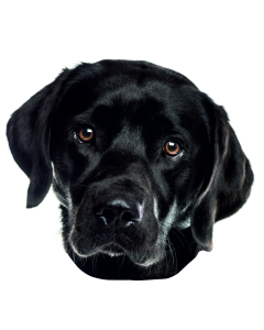 Labrador schwarz