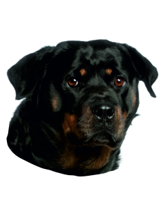 Rottweiler Aufkleber, "petcenter.ch-Edition" - 2 Stück