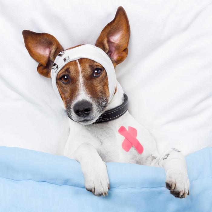 deek Erste-Hilfe-Set für Hunde - Reiseapotheke