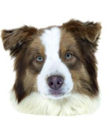 Australian Shepard Aufkleber, "petcenter.ch-Edition" - 2 Stück