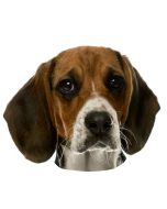 Beagle Aufkleber, "petcenter.ch-Edition" - 2 Stück