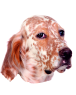 English Setter