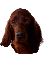 Irish Setter Aufkleber, "petcenter.ch-Edition" - 2 Stück