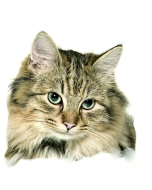 Main Coon Aufkleber, "petcenter.ch-Edition" - 2 Stück