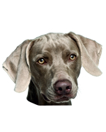 Weimaraner Aufkleber, "petcenter.ch-Edition" - 2 Stück